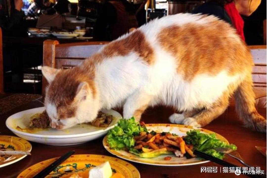 哪些猫罐头的口碑好?5大性价比高的猫罐头推荐!