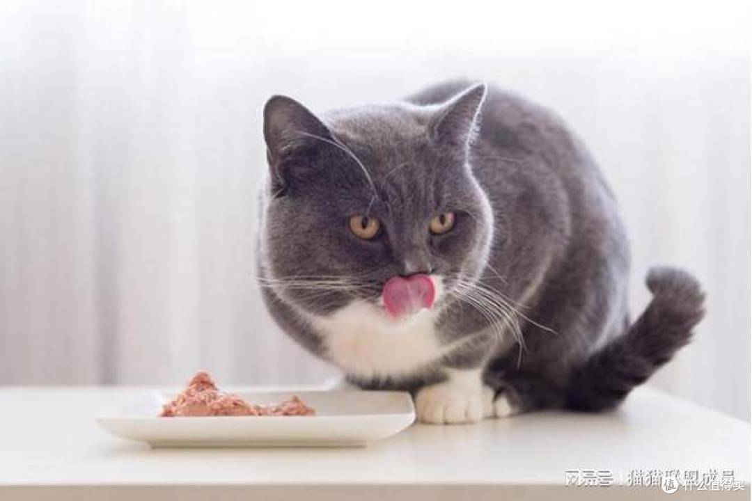 口碑较好的猫罐头有哪些?5款性价比高的猫罐头推荐!