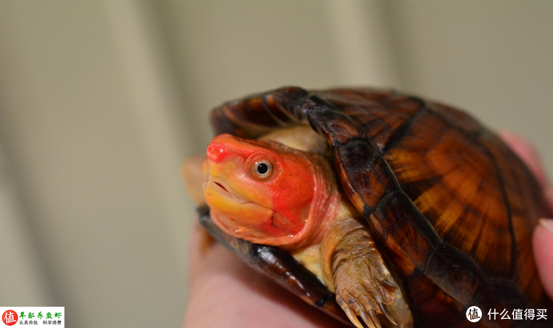 天性凶猛却能很好的互动，红面蛋龟怎么养？这3点很重要