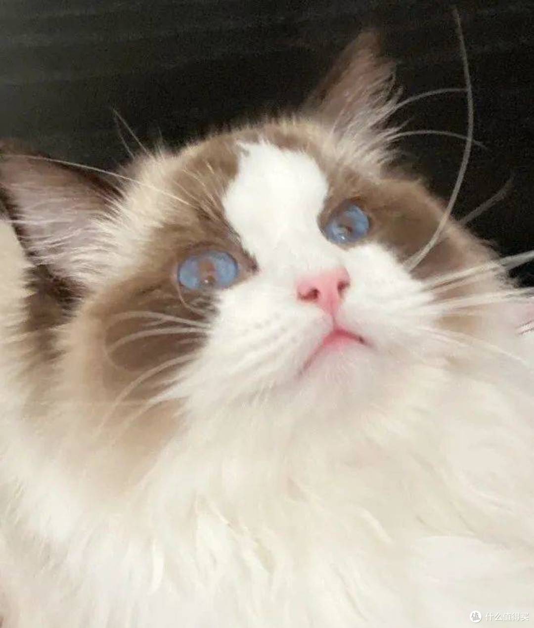 布偶猫罐头多久喂一次？好吃又便宜的主食罐头品牌推荐