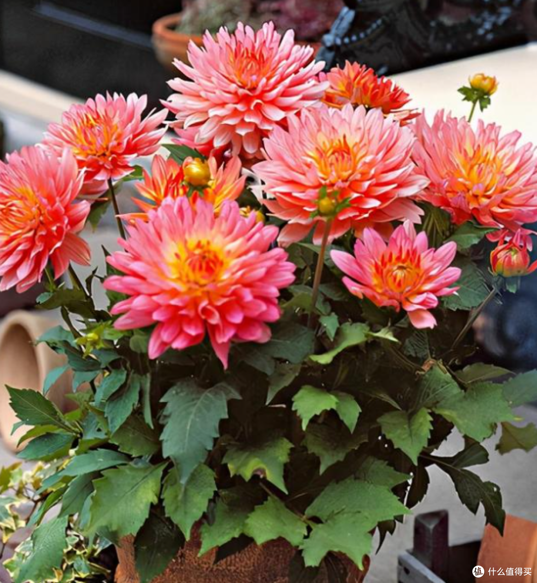 蓝妖:大丽花延长花期的方法,简单照做,一次开花大半年!