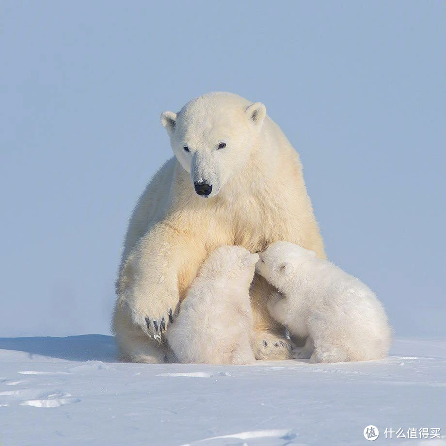 「北极熊：身披银甲的勇士，坚守着全球最大的冰川战场」
