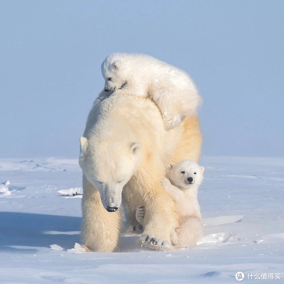 「北极熊：身披银甲的勇士，坚守着全球最大的冰川战场」
