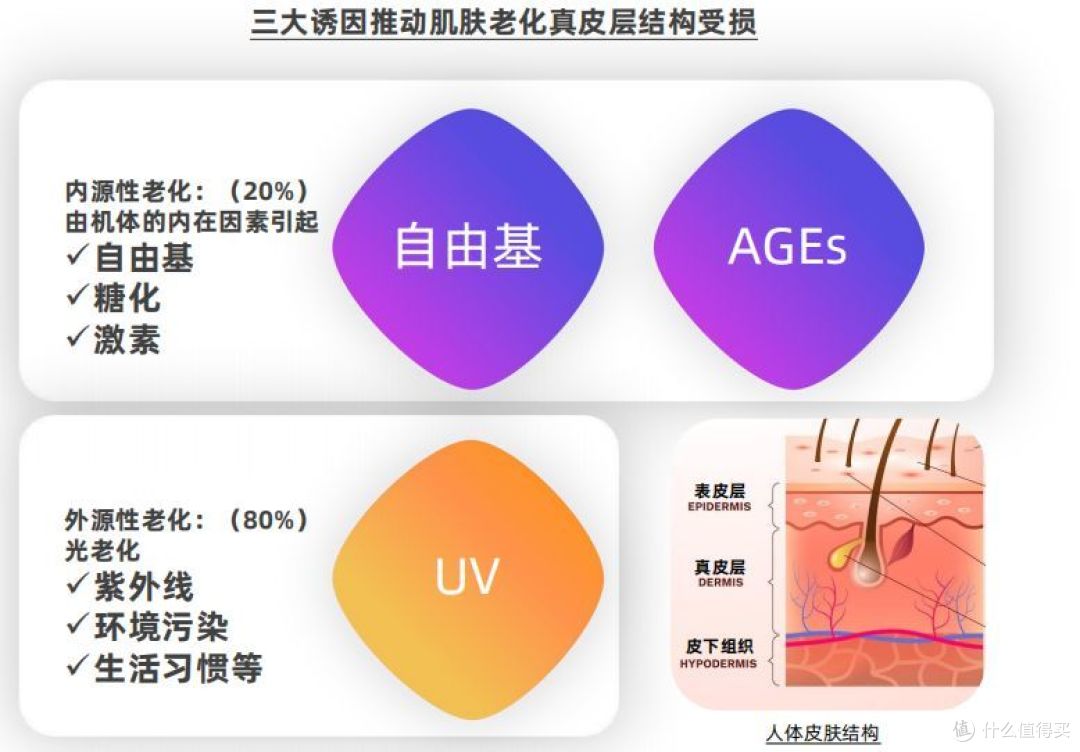 抗衰老下半场，INGS英树迈向细分赛道的护肤品牌进阶之路