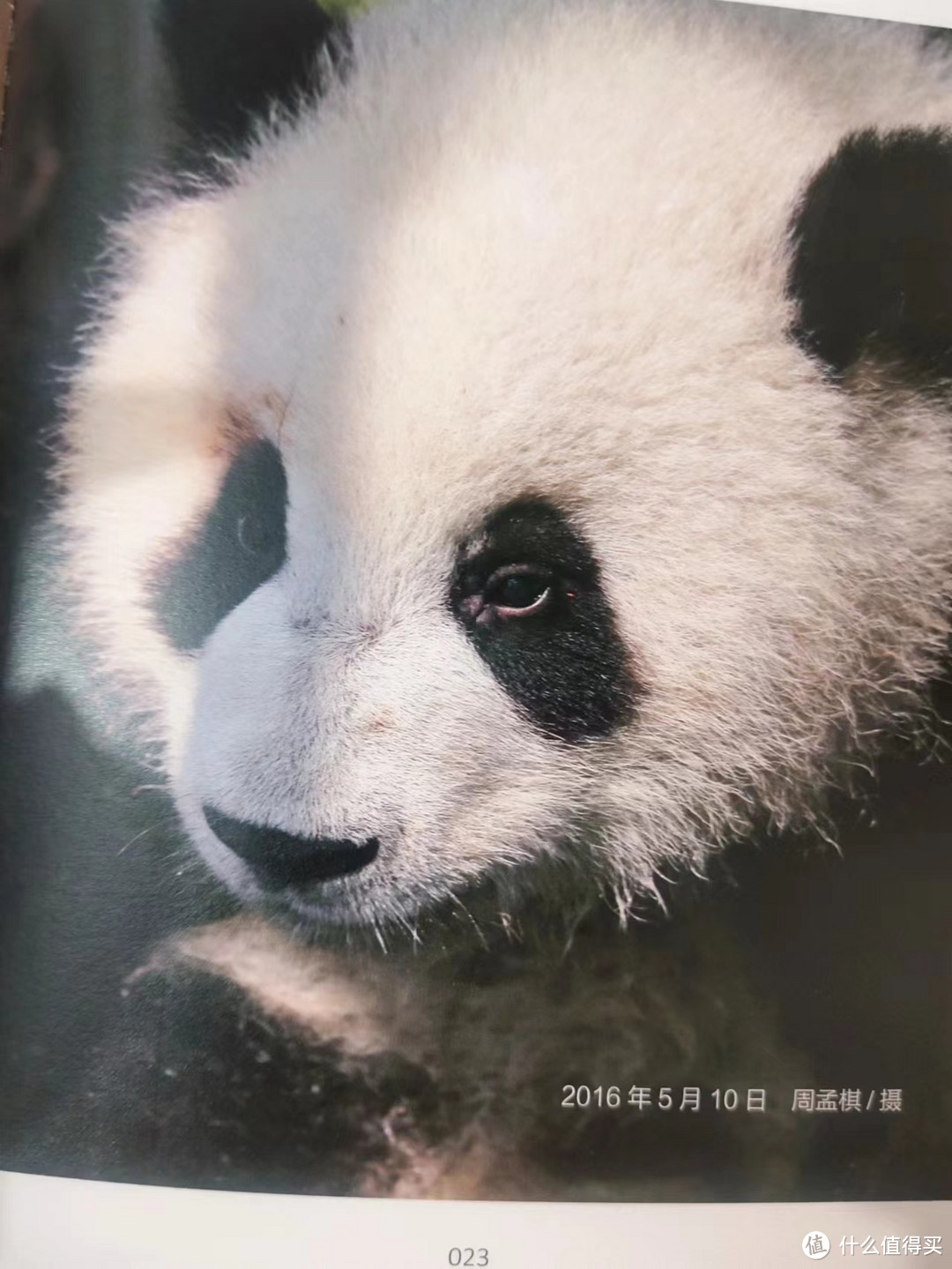 熊猫萌兰：从小可爱到超级明星的成长历程