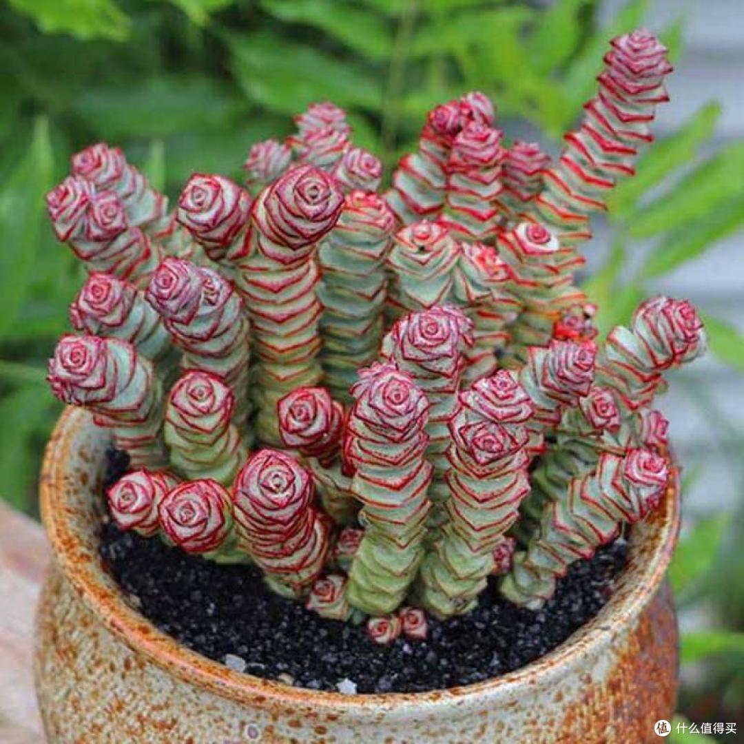 这7种花的叶片不能多碰水,平时更要少喷水,不然叶片会发黄