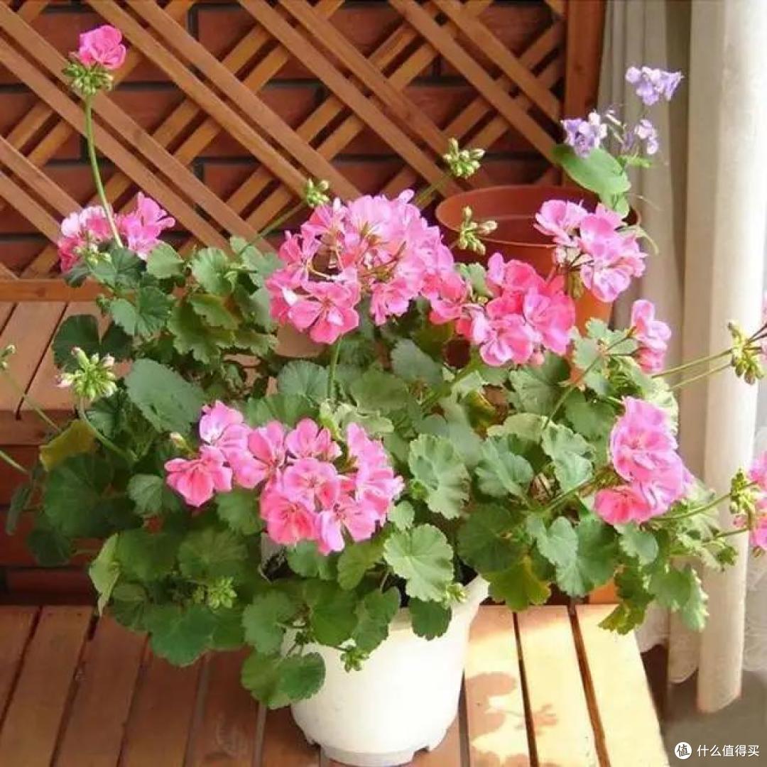 这7种花的叶片不能多碰水,平时更要少喷水,不然叶片会发黄