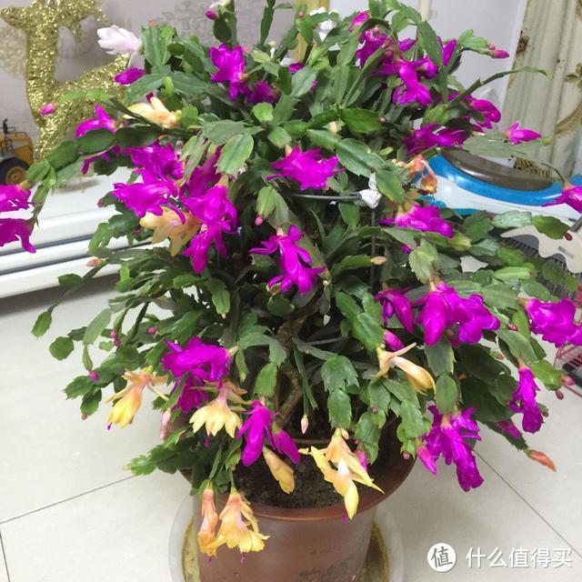 这5种花卉养在卧室,有助于改善睡眠,不过要注意,不要养多了