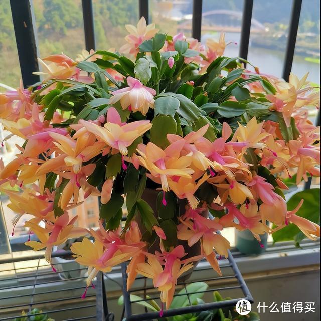 这5种花卉养在卧室，有助于改善睡眠，不过要注意，不要养多了