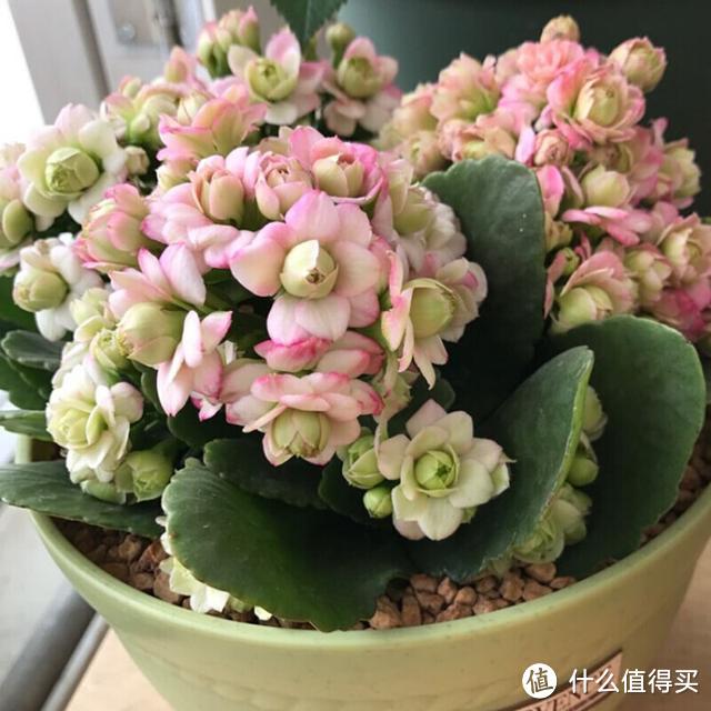 这5种花卉养在卧室，有助于改善睡眠，不过要注意，不要养多了