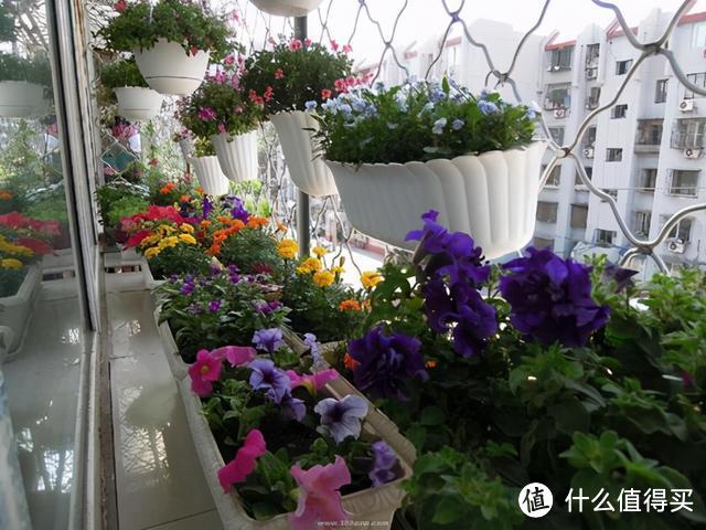 常见的6种花卉，栽培时，选择花盆有技巧，适合用“小盆”来养