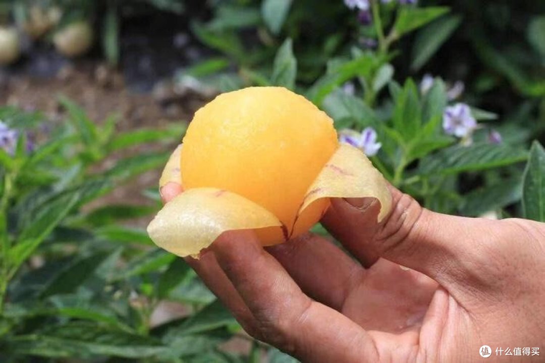 人参果：神秘果实的揭开了面纱