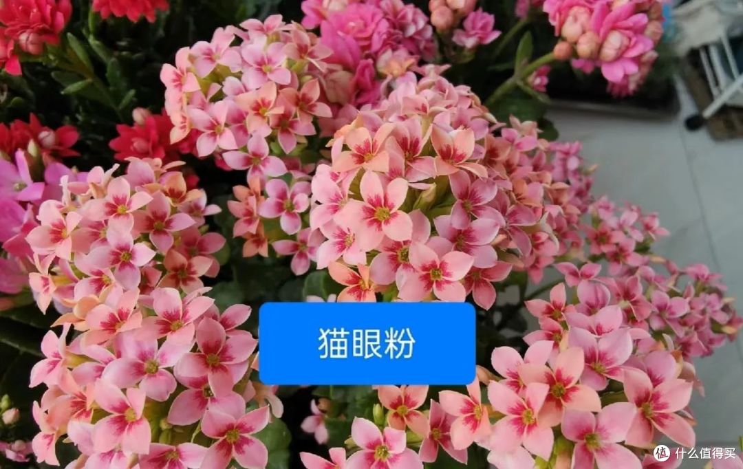 河南一太太,阳台养满“长寿花”,犹如花海一样,太美了!