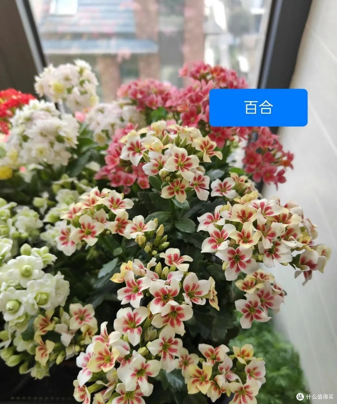 河南一太太,阳台养满“长寿花”,犹如花海一样,太美了!