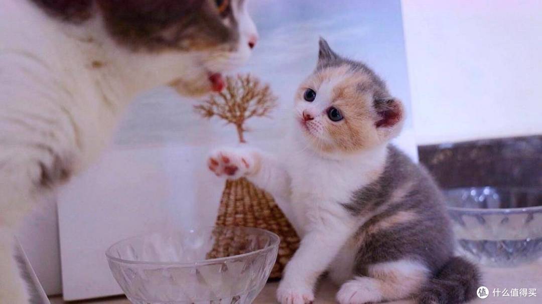 猫罐头怎么选?5款不踩雷的猫罐头推荐!