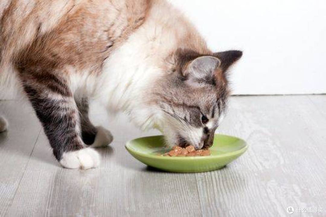 什么猫主食罐头比较好?5款不踩雷的猫主食罐头推荐!