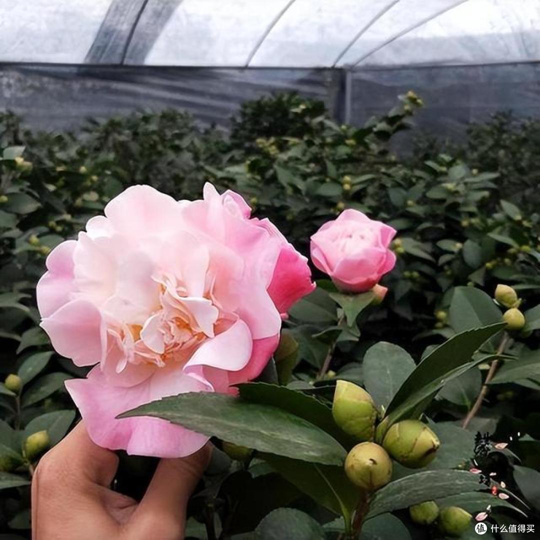 5种“喜冷花”，花期主要在冬季，好养又漂亮，开花特别香
