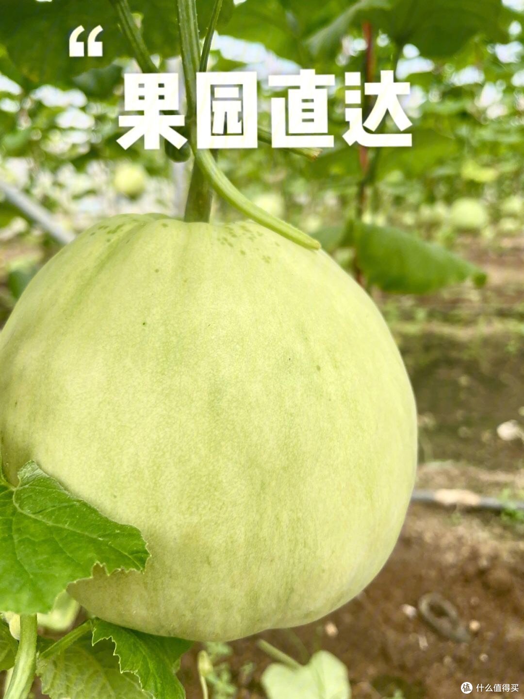 「多吃香瓜，清爽一夏。」