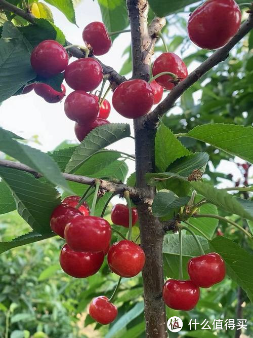 「樱桃」:产地分布、生长条件、品种分类，一文带你了解樱桃的来龙去脉！