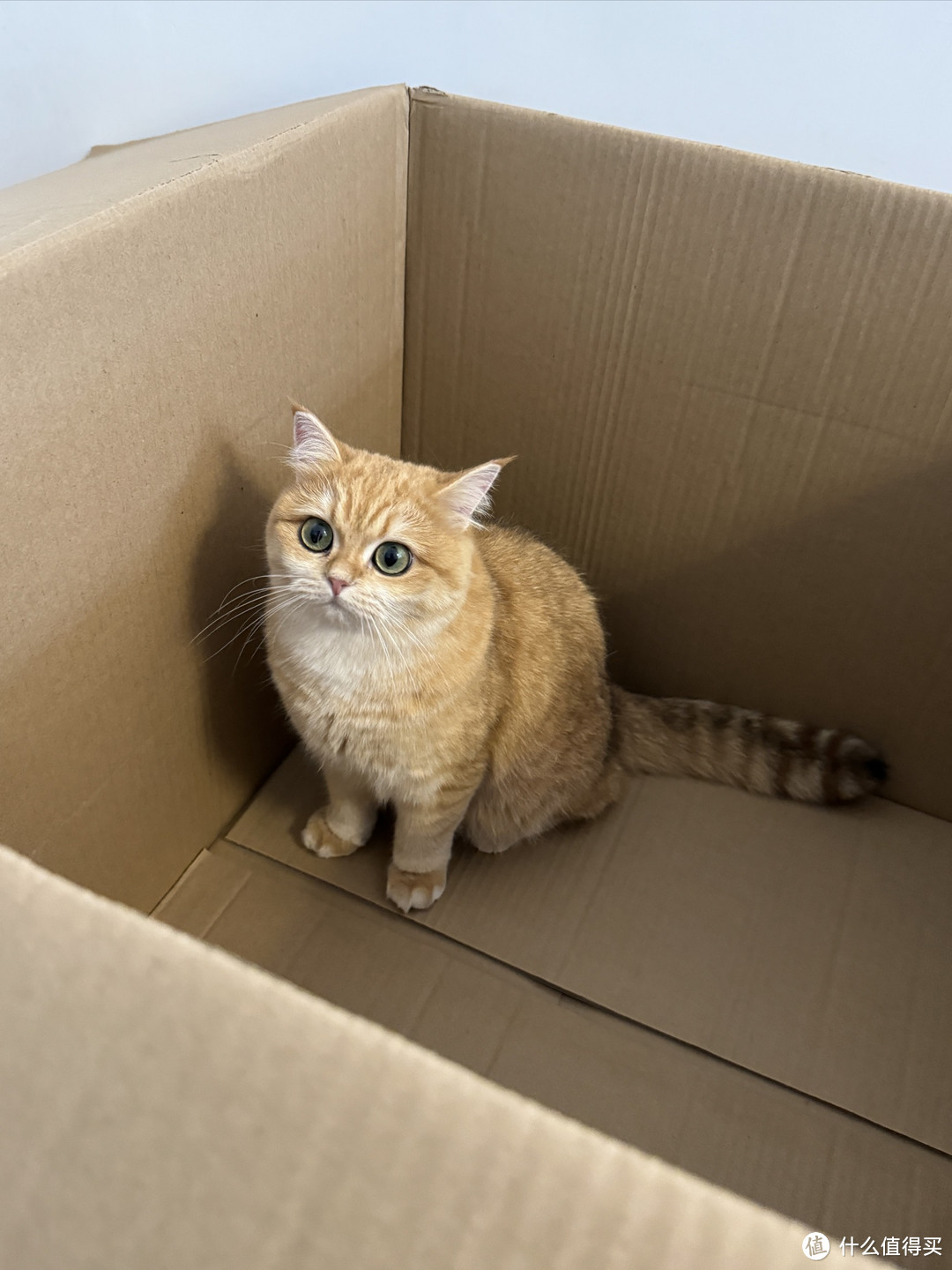猫生这辈子没见过这么大的纸箱