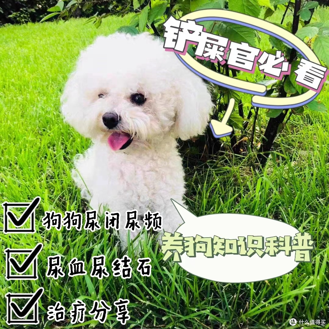 狗狗尿闭尿血尿结石？很有可能是泌尿道感染