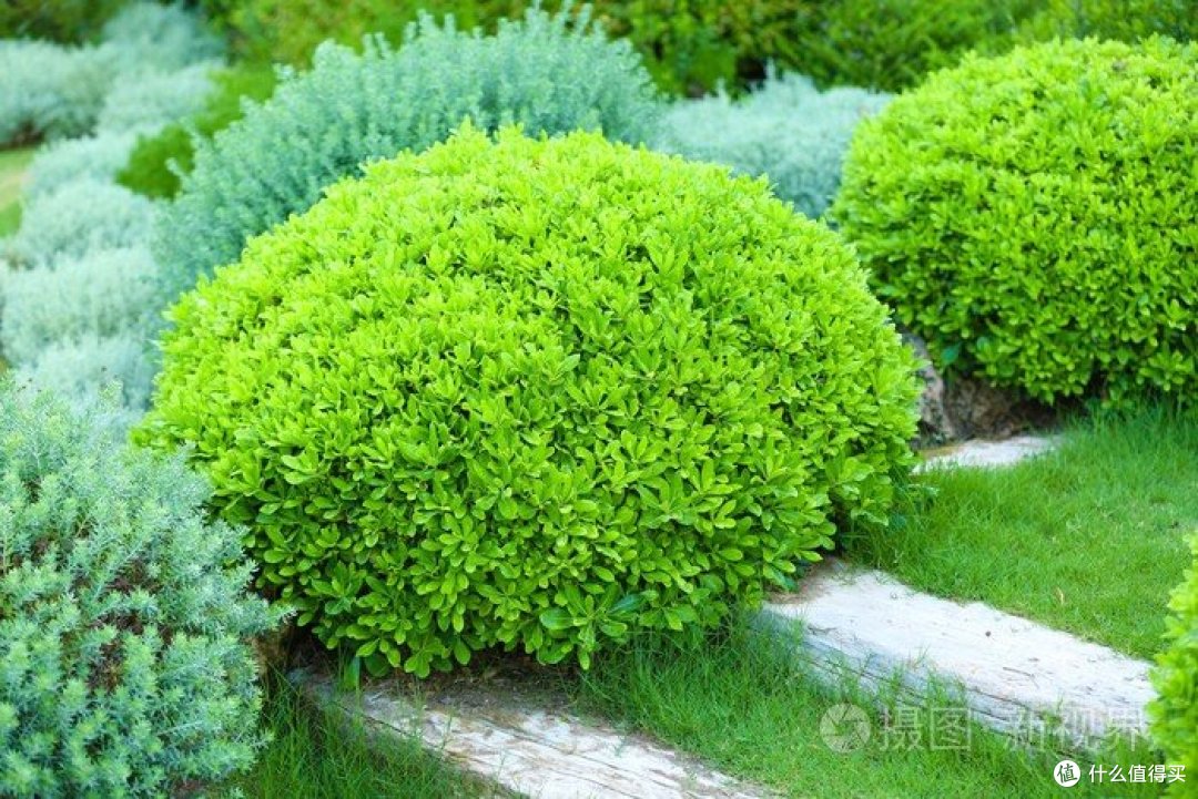 走进灌木丛:探索自然的秘密花园_生活教育_什么值得买