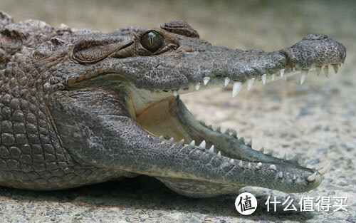 鳄鱼皮制品：如何保护野生动物？鳄鱼皮制品是否对野生动物造成了伤害？