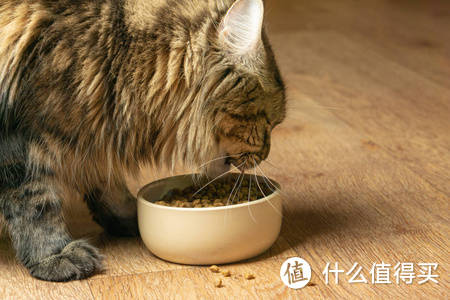 猫主食罐头哪家好？最受欢迎的猫主食罐头Top5推荐！