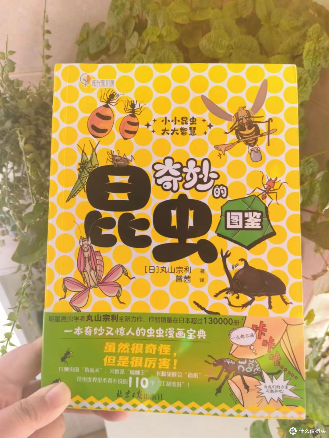 喜欢昆虫的娃,一定不要错过这本书!