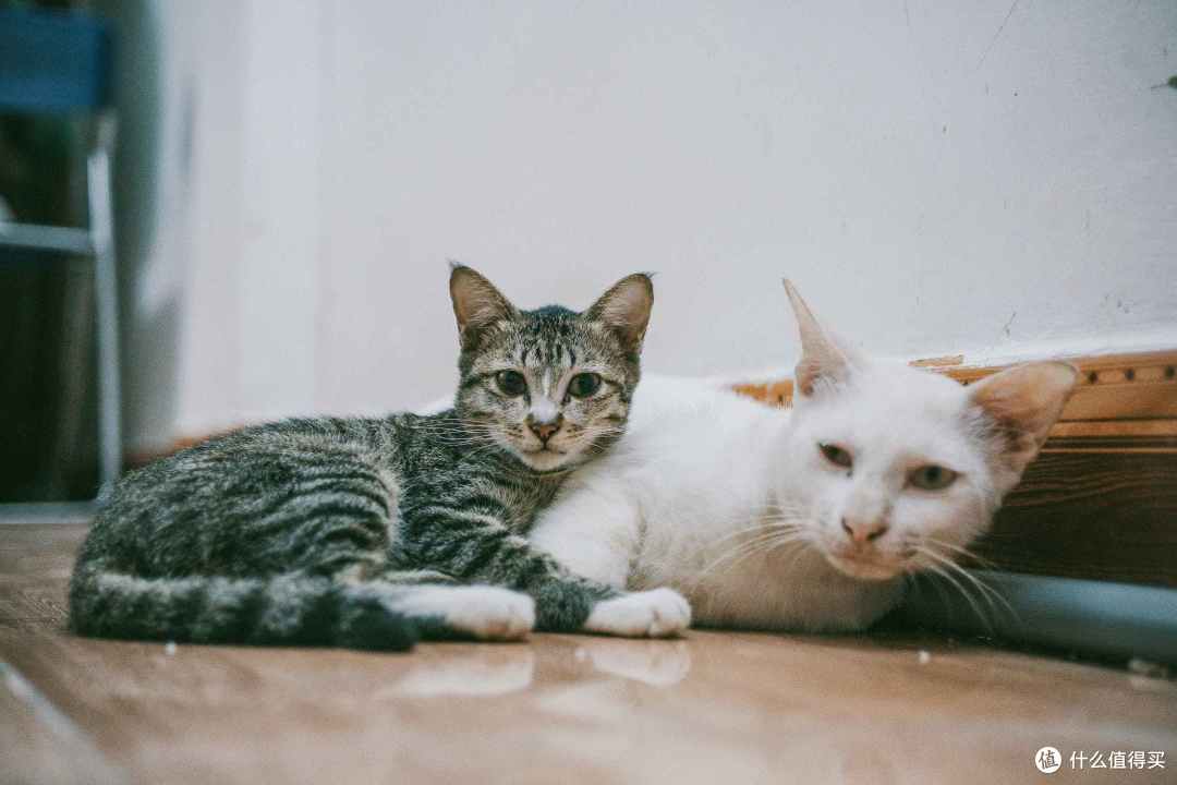 5款公认性价比高的猫罐头测评 怎么选猫罐头品牌比较好