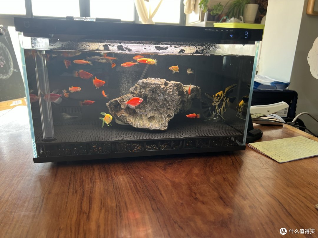 米家智能鱼缸,269元还是香的