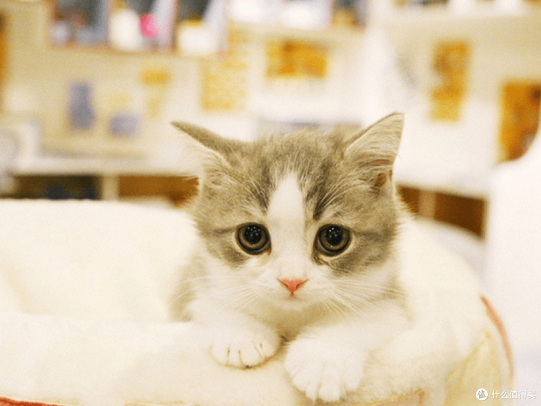 猫罐头什么牌子好?2023营养又美味的猫主食罐头推荐!