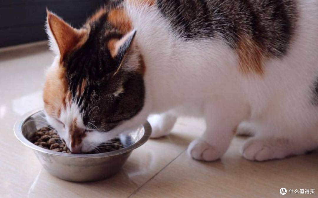 猫罐头什么牌子好?2023营养又美味的猫主食罐头推荐!