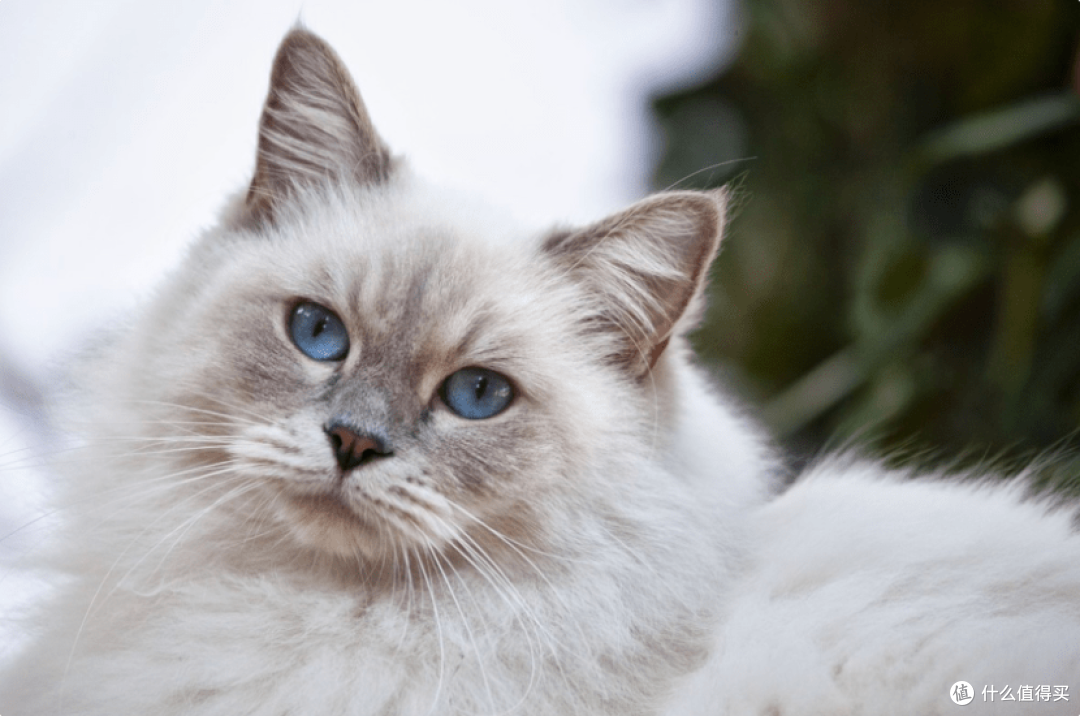 哪个牌子的猫罐头好?5款好吃的猫罐头牌子推荐!