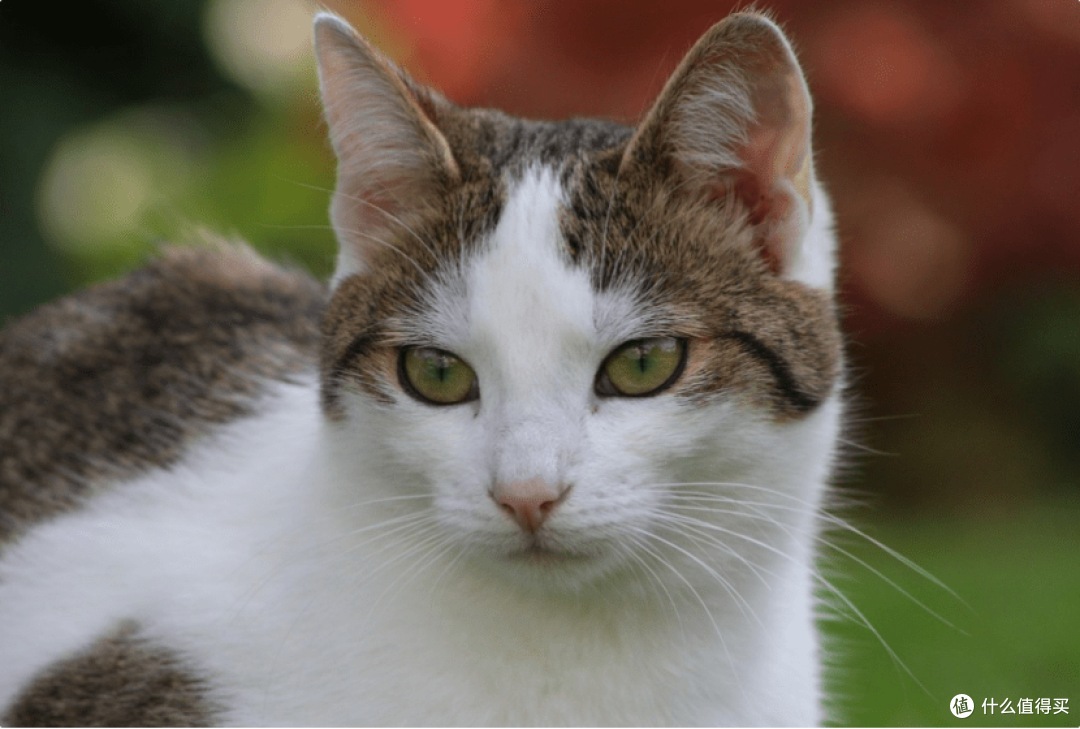 哪个牌子的猫罐头好?5款好吃的猫罐头牌子推荐!