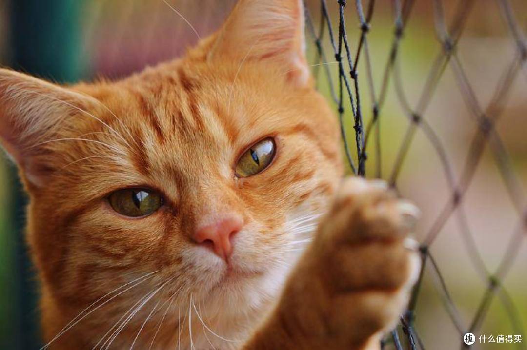 什么猫罐头比较好?猫咪铲屎官必看的5款猫主食罐头推荐!