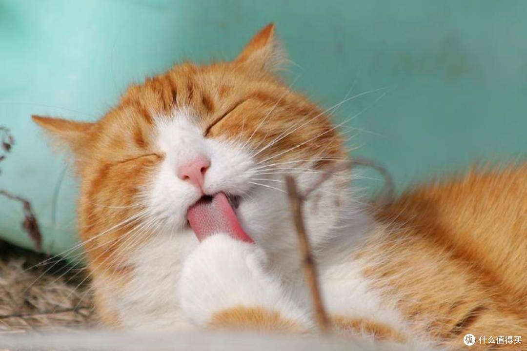 什么猫罐头比较好?猫咪铲屎官必看的5款猫主食罐头推荐!