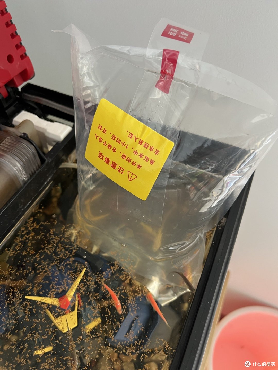 买小米鱼缸，还送了15条斑马，消毒入缸