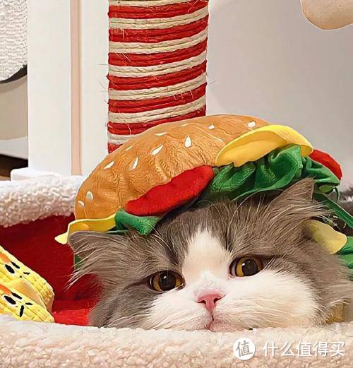 猫零食罐头和猫主食罐头一样吗？5款自用猫主食罐头分享