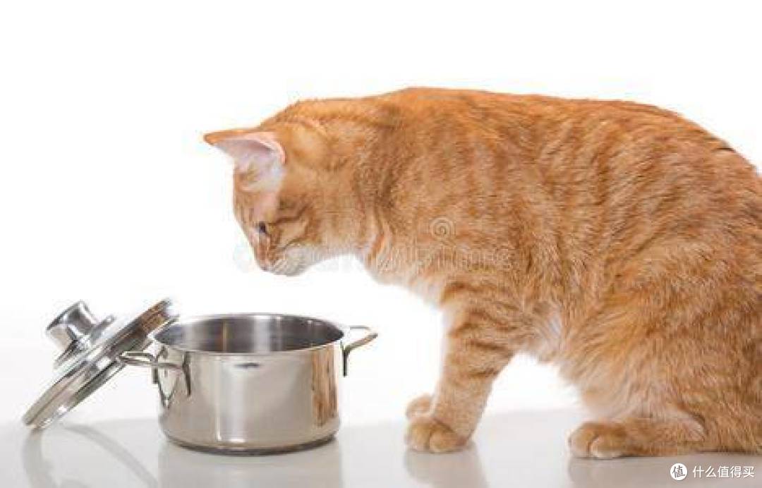 猫罐头怎么选?千万别错过这5款好吃放心的猫罐头推荐!