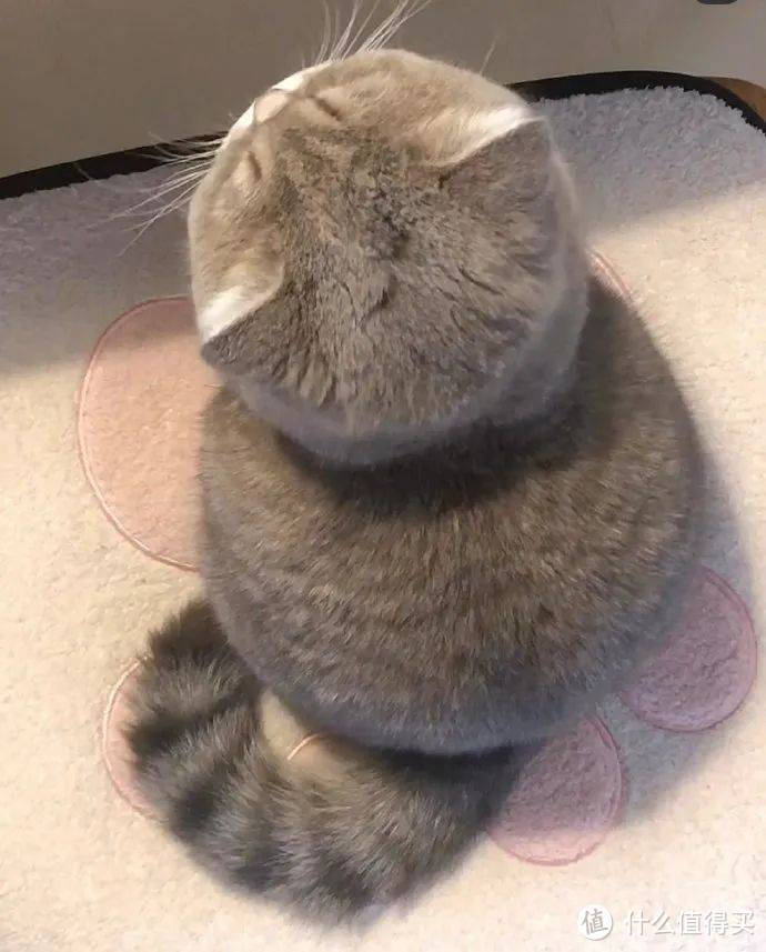 一个多月小猫怎么喂养比较好?口碑好的幼猫主食罐头推荐