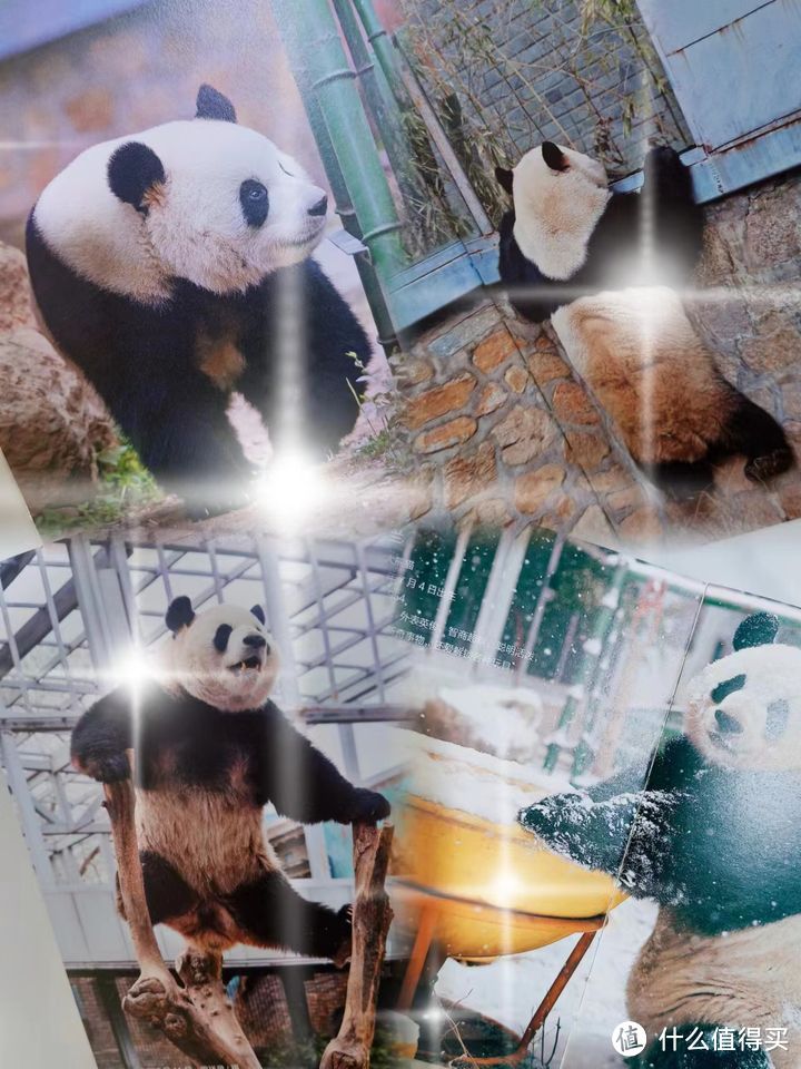 熊猫界的整活代表，西直门三太子萌兰出书啦，还不快来围观！《熊猫萌兰》