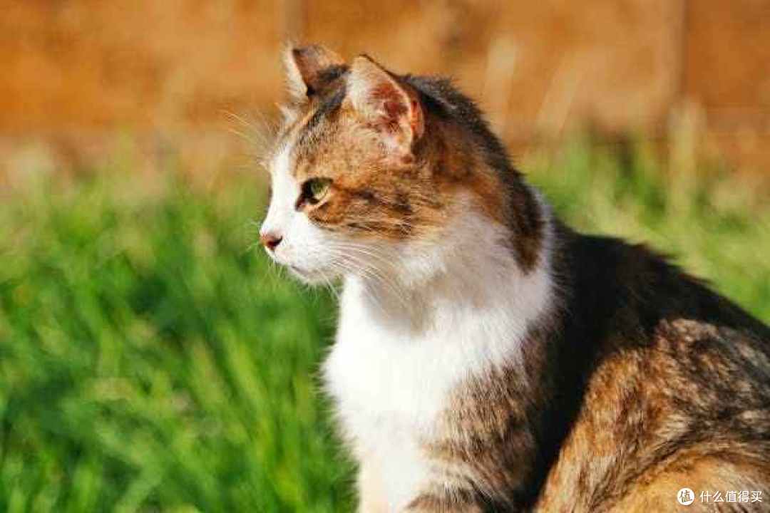 如何挑选实惠的猫主食罐头？好吃又便宜的猫罐头排行榜