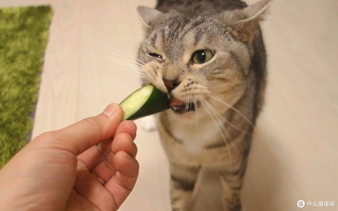 猫罐头哪个好?公认的5款良心性价比猫罐头推荐!