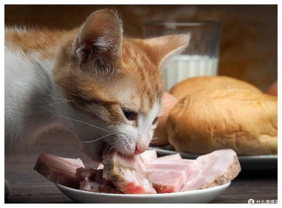 猫罐头哪个好?公认的5款良心性价比猫罐头推荐!