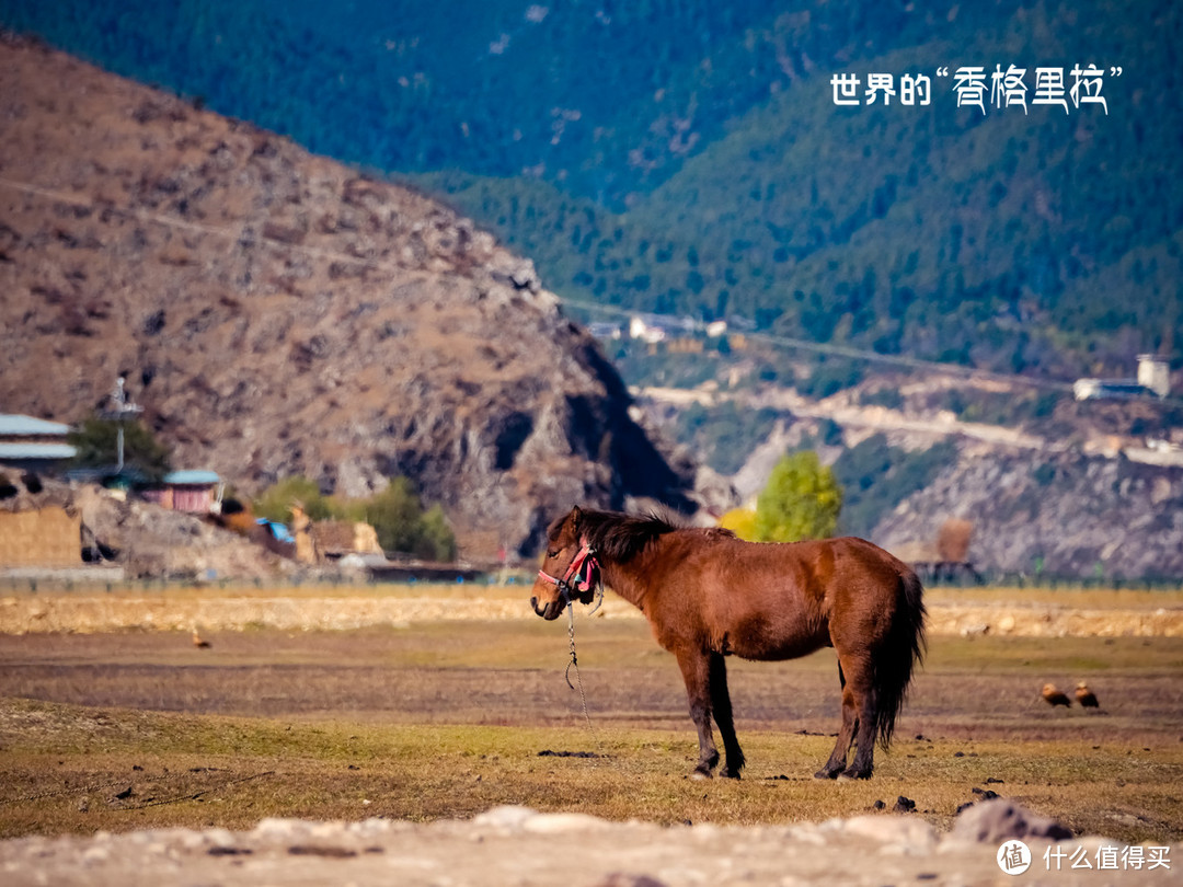 探访消失的地平线中神秘的迪庆香格里拉