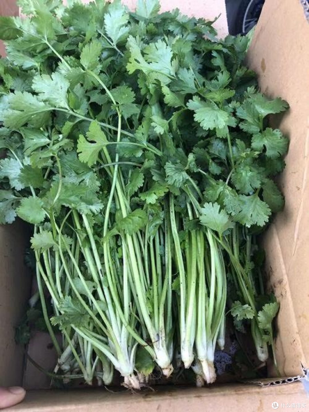 茴香：古代香料的现代应用