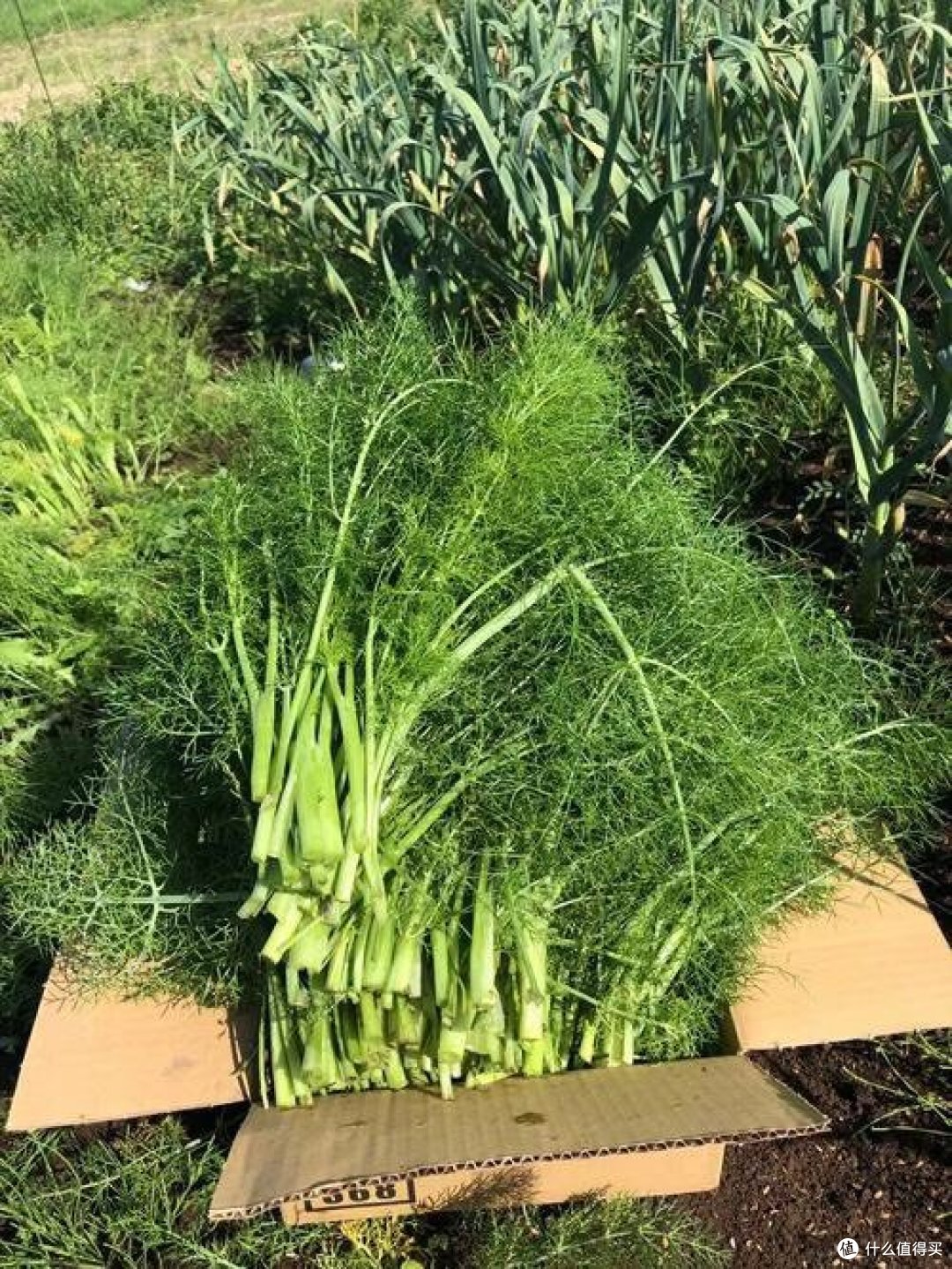 茴香：古代香料的现代应用
