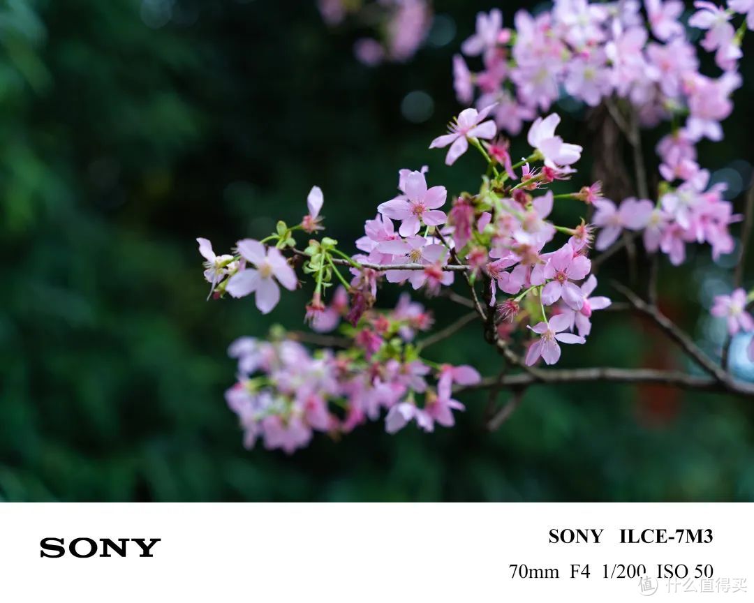 真的有人靠炒镜头赚钱?适马Art 24-70mm F2.8价格太离谱了