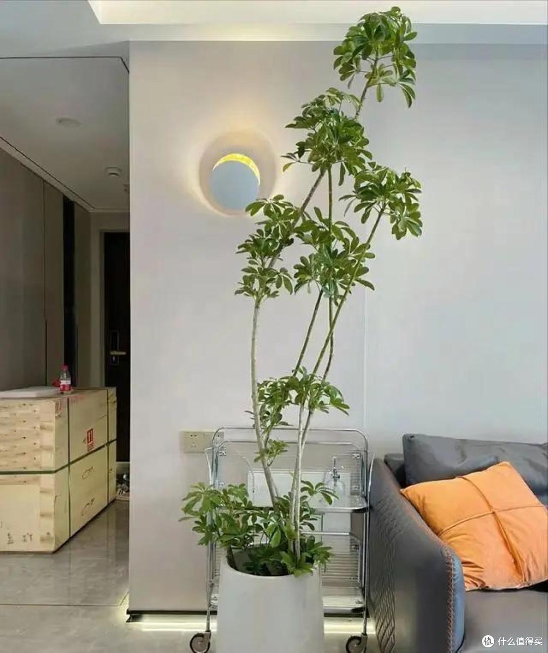 苏州一39岁太太,把鸭脚木布置在家里,那叫一个高级,真治愈